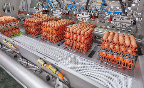 2 - ovosur - expertos en ovoproductos 2 - ovosur - expertos en ovoproductos