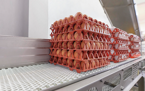 Derivado del huevo - Perú - Expertos ovoproductos - Ovosur