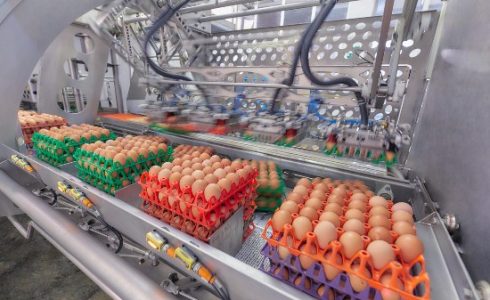 Qué son los ovoproductos - Perú - Expertos ovoproductos - Ovosur